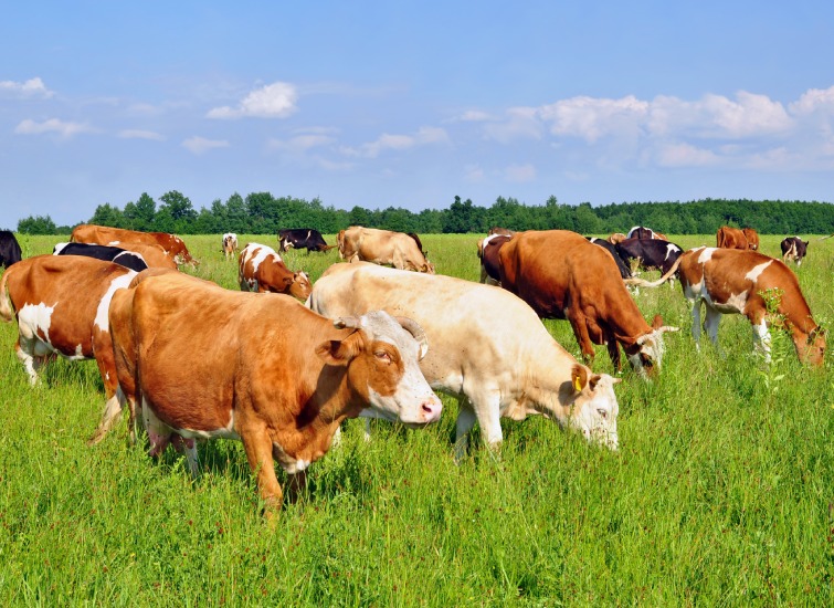 A herd of cows grazing on a lush, green pasture under a blue sky with scattered clouds.