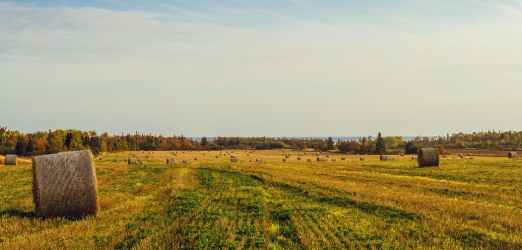 A field with large, round hay bales is shown under a clear sky. Trees line the horizon in the distance.