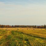 A field with large, round hay bales is shown under a clear sky. Trees line the horizon in the distance.